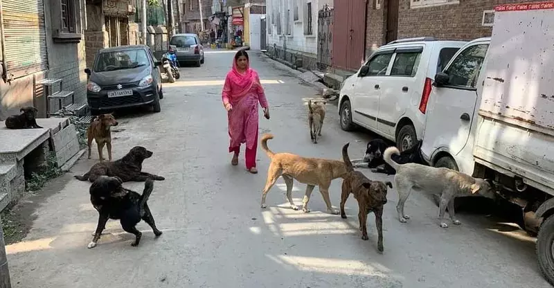 Baramulla में आवारा कुत्तों की नसबंदी करने में अधिकारियों की विफलता निवासियों के लिए खतरा Baramulla में आवारा कुत्तों की नसबंदी करने में अधिकारियों की विफलता निवासियों के लिए खतरा