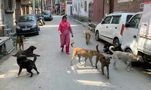 Baramulla आवारा कुत्तों की नसबंदी करने में अधिकारियों की विफलता निवासियों के लिए खतरा बन रही