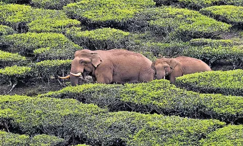 Kerala: केरल के बजट में मानव-वन्यजीव संघर्ष निवारण के लिए धनराशि बढ़ाई गई Kerala: केरल के बजट में मानव-वन्यजीव संघर्ष निवारण के लिए धनराशि बढ़ाई गई