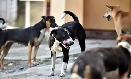 Tamil Nadu: मदुरै में आवारा कुत्तों ने 14 हजार लोगों को काटा Tamil Nadu: मदुरै में आवारा कुत्तों ने 14 हजार लोगों को काटा