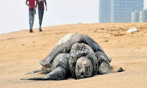 Tamil Nadu: ऑलिव रिडले की मौत के मामले में 30 ट्रॉलर जब्त