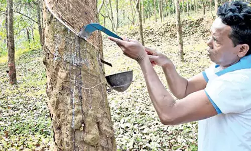 Odisha: पहाड़ी किसानों के लिए रबर की खेती आशाजनक होती जा रही Odisha: पहाड़ी किसानों के लिए रबर की खेती आशाजनक होती जा रही