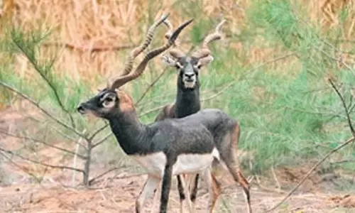 Odisha: बालूखंड में काले हिरणों के पुनरुद्धार को संक्रमण से झटका Odisha: बालूखंड में काले हिरणों के पुनरुद्धार को संक्रमण से झटका