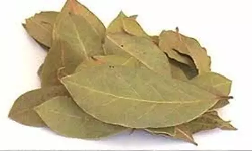 Health:जोड़ों में जमा प्यूरीन को छानकर बाहर निकालता है यह पत्ता, जानें इसका उपयोग Health:जोड़ों में जमा प्यूरीन को छानकर बाहर निकालता है यह पत्ता, जानें इसका उपयोग