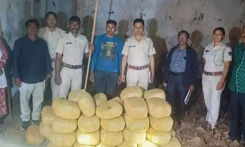 कोरापुट केंदू पत्ता गोदाम से 247 किलो गांजा जब्त