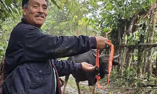 Arunachal : राजमार्गों पर मिथुनों के लिए फ्लोरोसेंट कॉलर मिथुन मालिकों को वितरित किए Arunachal : राजमार्गों पर मिथुनों के लिए फ्लोरोसेंट कॉलर मिथुन मालिकों को वितरित किए