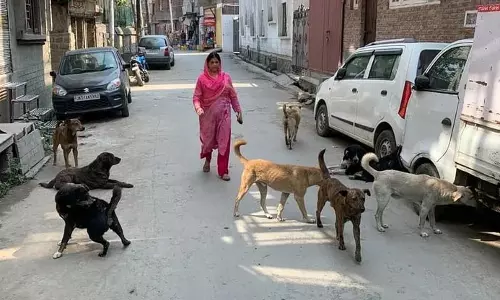 Baramulla में आवारा कुत्तों की नसबंदी करने में अधिकारियों की विफलता निवासियों के लिए खतरा