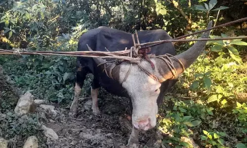 Arunachal मिथुन मालिकों को सड़क दुर्घटनाओं को रोकने के लिए