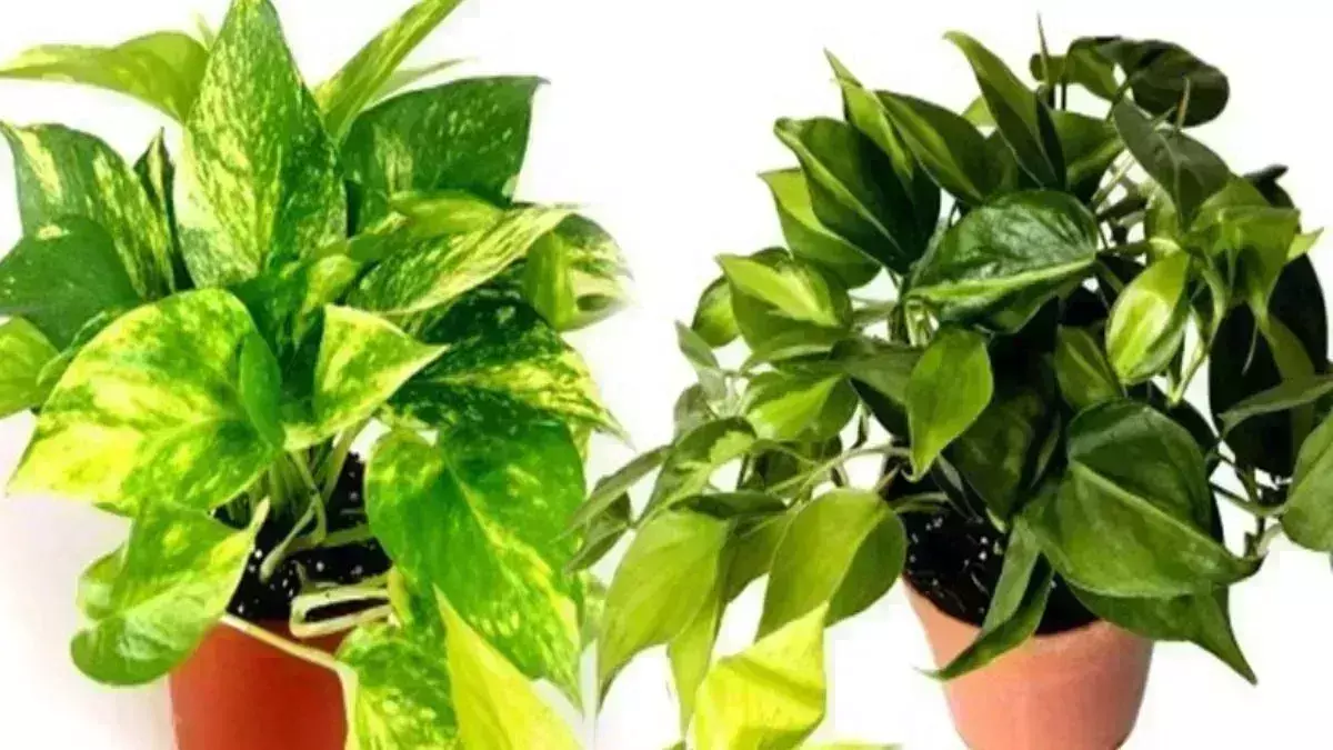 Money plant: घर की इस दिशा में लगाएं मनी प्लांट, मां लक्ष्मी बरसाएंगी कृपा Money plant: घर की इस दिशा में लगाएं मनी प्लांट, मां लक्ष्मी बरसाएंगी कृपा