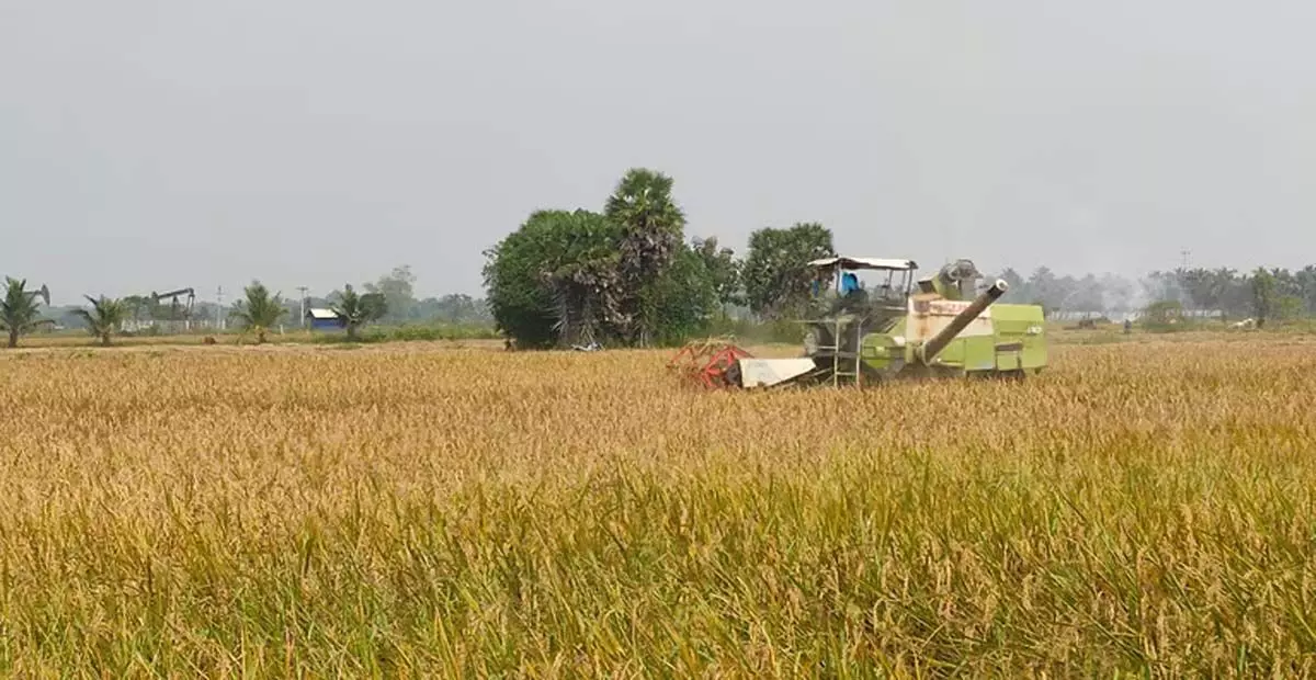 Tamil Nadu: कटाई जल्द ही चरम पर होगी, तंजावुर धान किसान अधिक हार्वेस्टर की मांग कर रहे