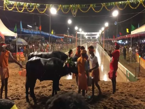 Mangaluru में जय विजय कंबला में 160 से अधिक भैंसों के जोड़े ने लिया हिस्सा Mangaluru में जय विजय कंबला में 160 से अधिक भैंसों के जोड़े ने लिया हिस्सा