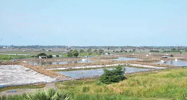 Andhra: ग्रामीण निर्वाचन क्षेत्र में यह पट्टे का लेन-देन चल रहा