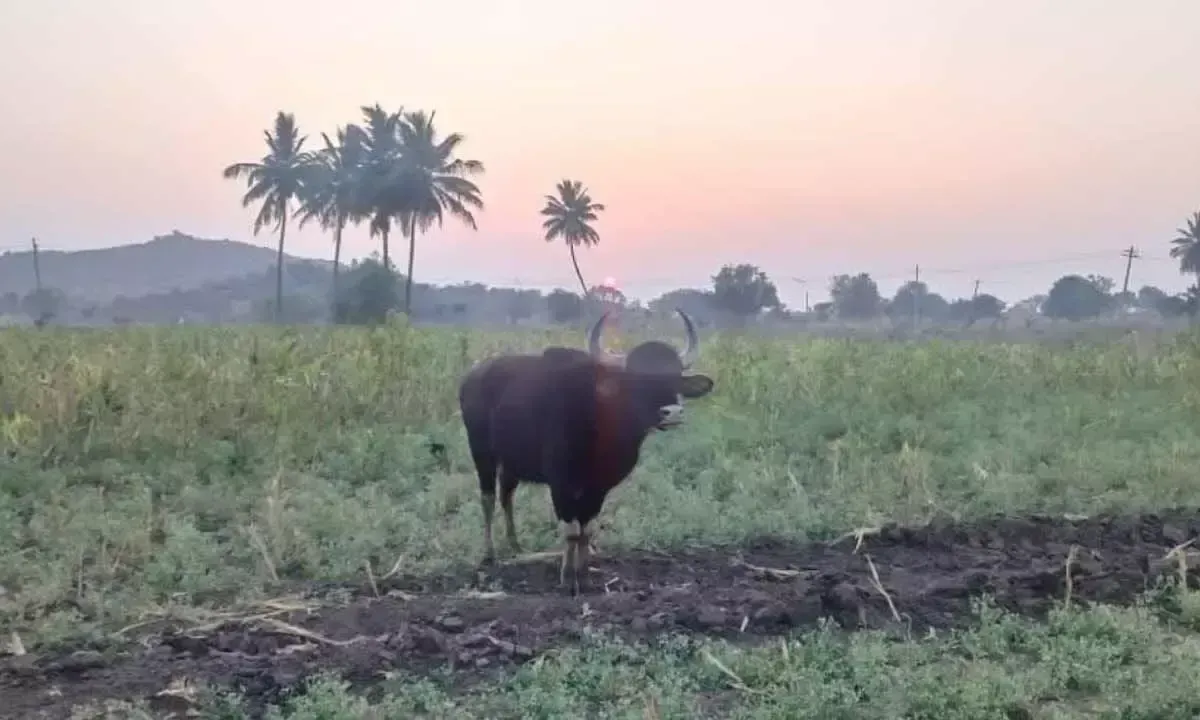 खुले जंगल में बाइसन देखे जाने से वन अधिकारियों में उत्सुकता पैदा हो गई