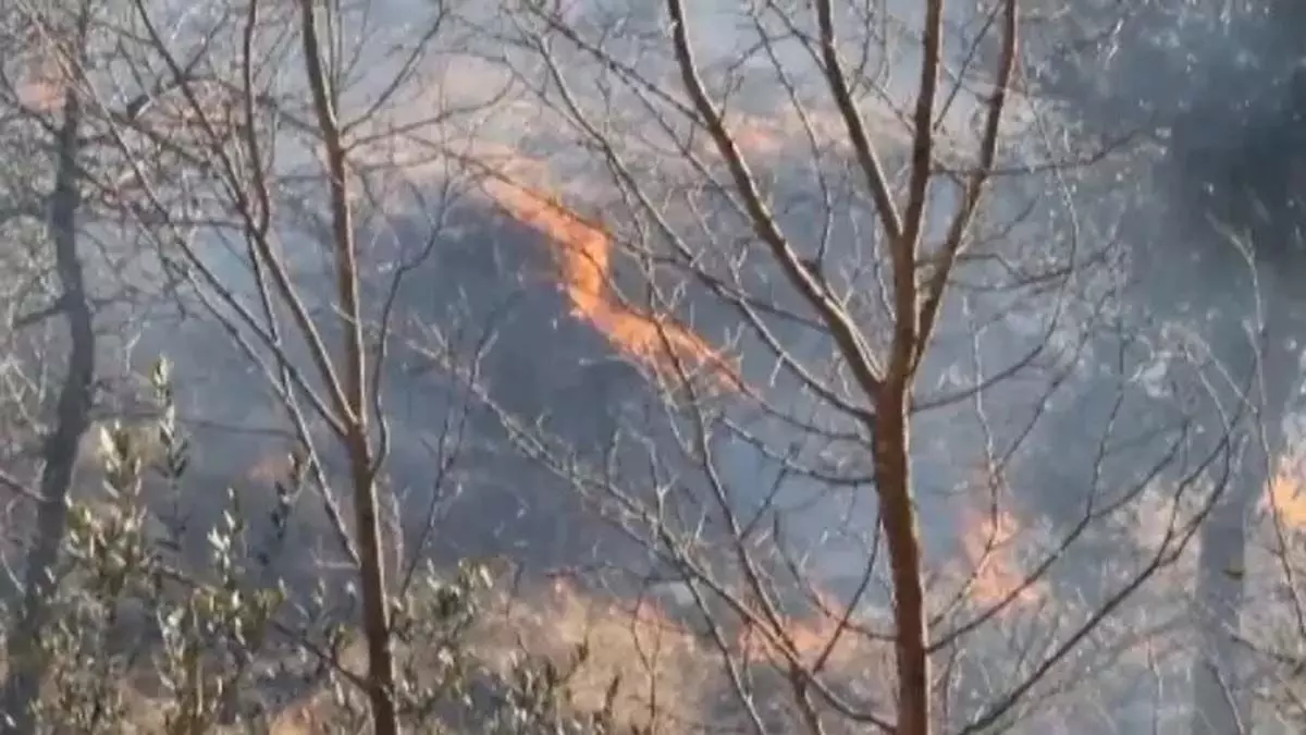 जंगल में लगी आग से जम्मू-कश्मीर के पुंछ में नियंत्रण रेखा पर 4 बारूदी सुरंग विस्फोट