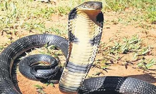 Kerala: केरल ने सर्पदंश से होने वाली मौतों को खत्म करने के लक्ष्य के साथ पहल शुरू की