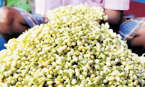 Tamil Nadu: ठंडी हवाओं से चमेली की फसल प्रभावित, कीमतें 4,500 रुपये किलो तक पहुंची