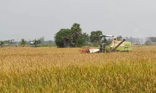 Tamil Nadu: कटाई जल्द ही चरम पर होगी, तंजावुर धान किसान अधिक हार्वेस्टर की मांग कर रहे