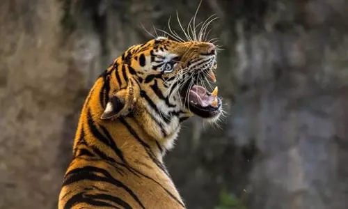Kerala: वायनाड के रिहायशी इलाकों में फिर बाघों की मौजूदगी