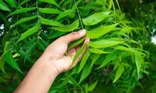 Health: सुबह-सुबह खाएं ये 4-5 पत्ते, थकान और कमजोरी होगी दूर Health: सुबह-सुबह खाएं ये 4-5 पत्ते, थकान और कमजोरी होगी दूर