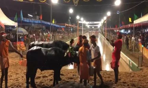 Mangaluru में जय विजय कंबला में 160 से अधिक भैंसों के जोड़े ने लिया हिस्सा