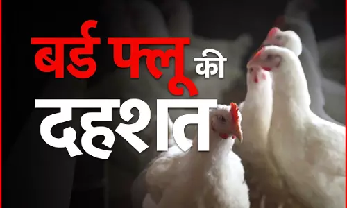 सावधान! बर्ड फ्लू की पुष्टि के बाद पूरे राज्य में अलर्ट, 10 KM का इलाका सर्विलांस जोन घोषित