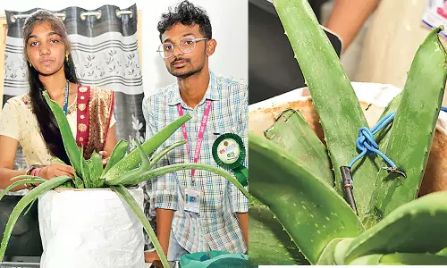Andhra: एलोवेरा के पौधे बिजली पैदा कर सकते Andhra: एलोवेरा के पौधे बिजली पैदा कर सकते