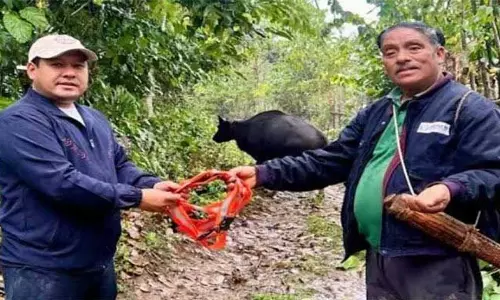 Arunachal में सड़क दुर्घटनाओं को रोकने के लिए मिथुनों को फ्लोरोसेंट कॉलर पहनाए जाएंगे