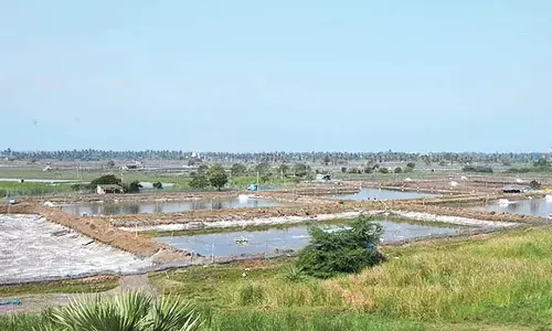 Andhra: ग्रामीण निर्वाचन क्षेत्र में यह पट्टे का लेन-देन चल रहा