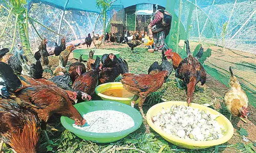Telangana: महिला सदस्य अंकुशपुर में 100 गज में 100 ब्रॉयलर मुर्गियां पाल रही