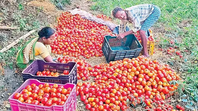 Odisha: टमाटर की खेती करने वाले किसान इस समय चिंता व्यक्त कर रहे