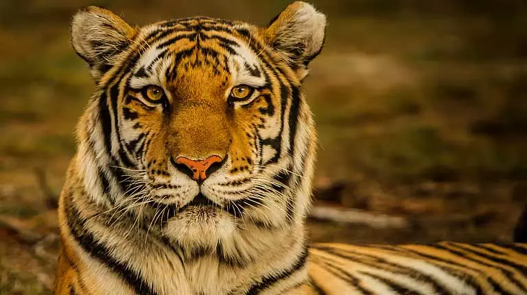 Assam : आवारा बाघों के कारण सूटिया में दहशत हालिया हमलों के बाद ग्रामीण Assam : आवारा बाघों के कारण सूटिया में दहशत हालिया हमलों के बाद ग्रामीण