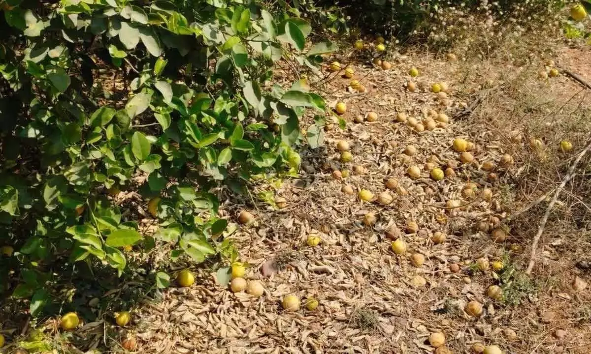 Karnataka: राजमार्ग निर्माण से उड़ती धूल से बागवानी फसलों को नुकसान Karnataka: राजमार्ग निर्माण से उड़ती धूल से बागवानी फसलों को नुकसान