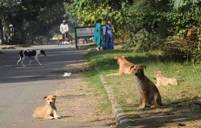 Chandigarh: आवारा कुत्तों का आतंक, निवासियों ने आश्रय गृह और शिकायत तंत्र की मांग की