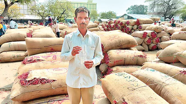 Telangana: मिर्च बाजार में खरीदारों का व्यवहार किसानों की उम्मीदों पर पानी फेर रहा