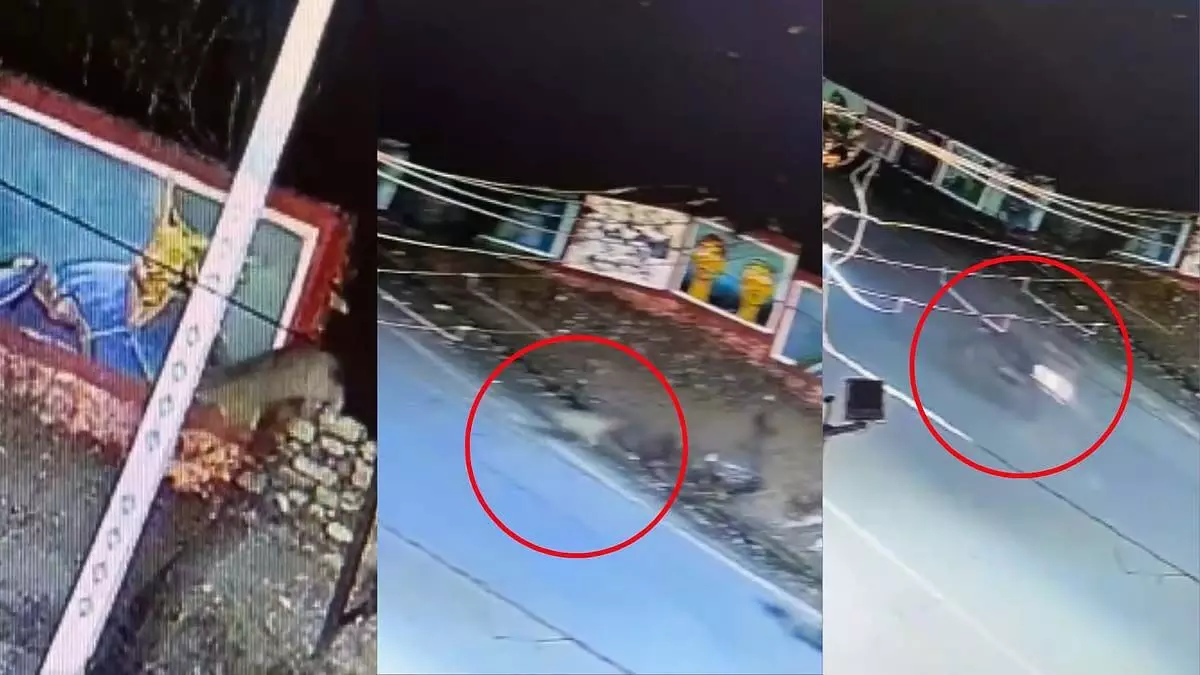 दूधवाले की बाइक से टकराया सड़क पार करता तेंदुआ, CCTV वीडियो आया सामने