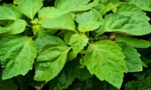 Ajwain Leaves Benefits: सुपरफूड से कम नहीं हैं अजवाइन की पत्तियां, सेहत के लिए हैं बेहद फायदेमंद