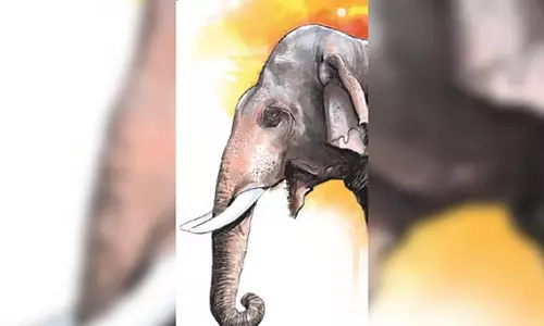 Odisha: पांच साल में 37 हाथियों की मौत चिंता का विषय Odisha: पांच साल में 37 हाथियों की मौत चिंता का विषय