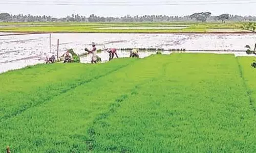 Odisha: नहर विवाद से कालियागांव में धान की फसल को खतरा