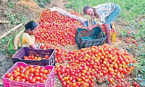 Odisha: टमाटर की खेती करने वाले किसान इस समय चिंता व्यक्त कर रहे