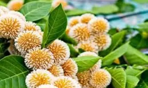 माघ पूर्णिमा: इस दिन अपने घर में लगाएं ये पौधे, मां लक्ष्मी का होगा वास माघ पूर्णिमा: इस दिन अपने घर में लगाएं ये पौधे, मां लक्ष्मी का होगा वास
