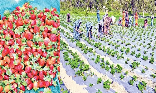 Odisha : महिला समूहों द्वारा की गई स्ट्रॉबेरी की खेती के अच्छे परिणाम मिल रहे Odisha : महिला समूहों द्वारा की गई स्ट्रॉबेरी की खेती के अच्छे परिणाम मिल रहे