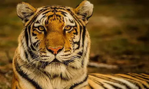 Assam : आवारा बाघों के कारण सूटिया में दहशत हालिया हमलों के बाद ग्रामीण Assam : आवारा बाघों के कारण सूटिया में दहशत हालिया हमलों के बाद ग्रामीण