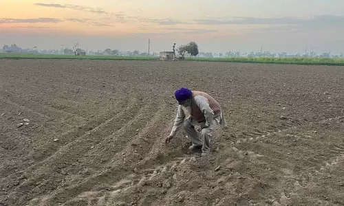 किसान बीज, DAP उर्वरक की कमी से जूझ रहे किसान बीज, DAP उर्वरक की कमी से जूझ रहे