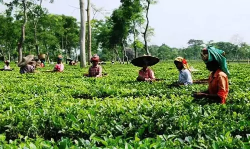 Assam : श्रीभूमि में चाय बागान श्रमिकों ने निजीकरण के खिलाफ प्रदर्शन Assam : श्रीभूमि में चाय बागान श्रमिकों ने निजीकरण के खिलाफ प्रदर्शन