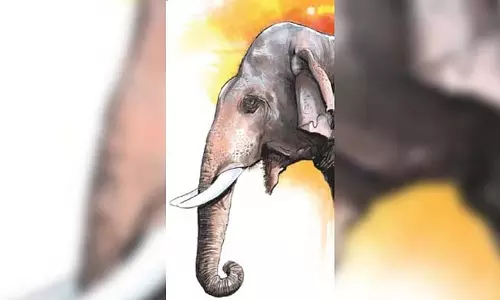 Sundargarh में हाथियों की समस्या: पांच साल में 37 हाथियों की मौत