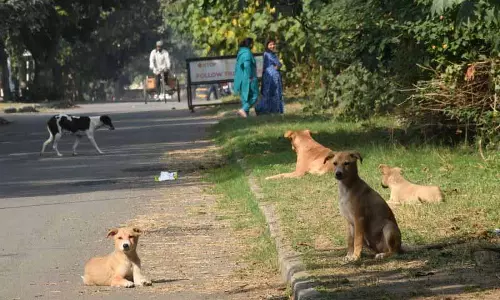 Chandigarh: आवारा कुत्तों का आतंक, निवासियों ने आश्रय गृह और शिकायत तंत्र की मांग की Chandigarh: आवारा कुत्तों का आतंक, निवासियों ने आश्रय गृह और शिकायत तंत्र की मांग की