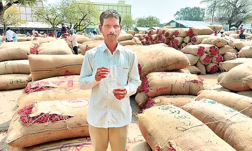 Telangana: मिर्च बाजार में खरीदारों का व्यवहार किसानों की उम्मीदों पर पानी फेर रहा