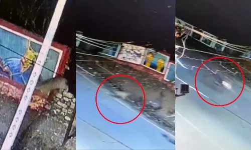 दूधवाले की बाइक से टकराया सड़क पार करता तेंदुआ, CCTV वीडियो आया सामने