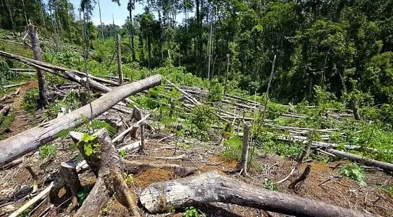 वनों की कटाई और अवैध शिकार से Assam विश्वविद्यालय चिंतित, वन्यजीवों पर मंडरा रहा खतरा वनों की कटाई और अवैध शिकार से Assam विश्वविद्यालय चिंतित, वन्यजीवों पर मंडरा रहा खतरा