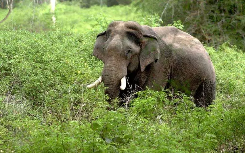 Kerala :  इडुक्की में जंगली हाथी ने महिला को कुचलकर मार डाला